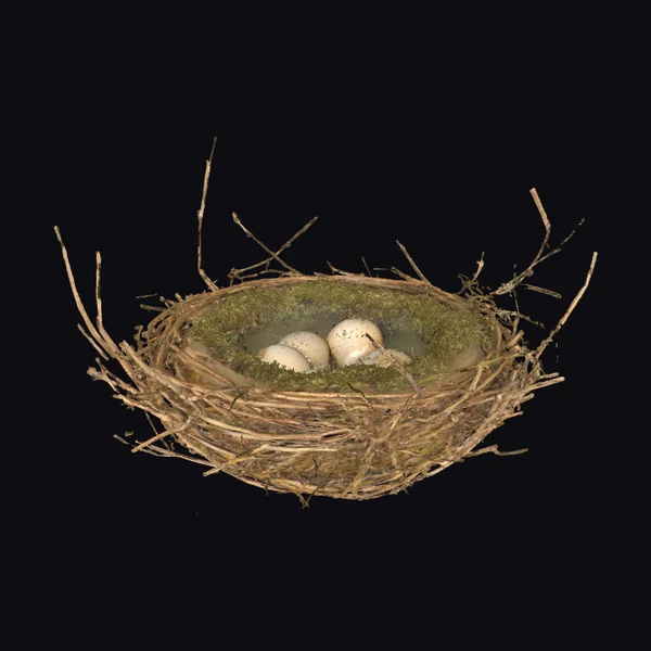 Birds Nest with Eggs