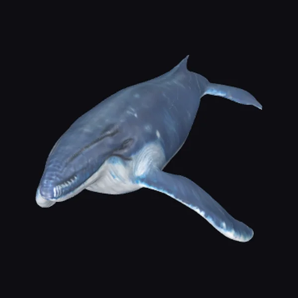 Blue Whale Swimming