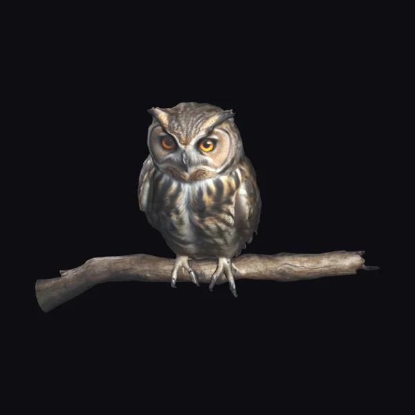 Adult Owl on Branch