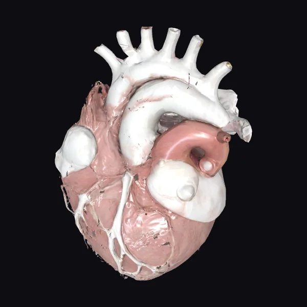 Anatomical Heart Sculpture