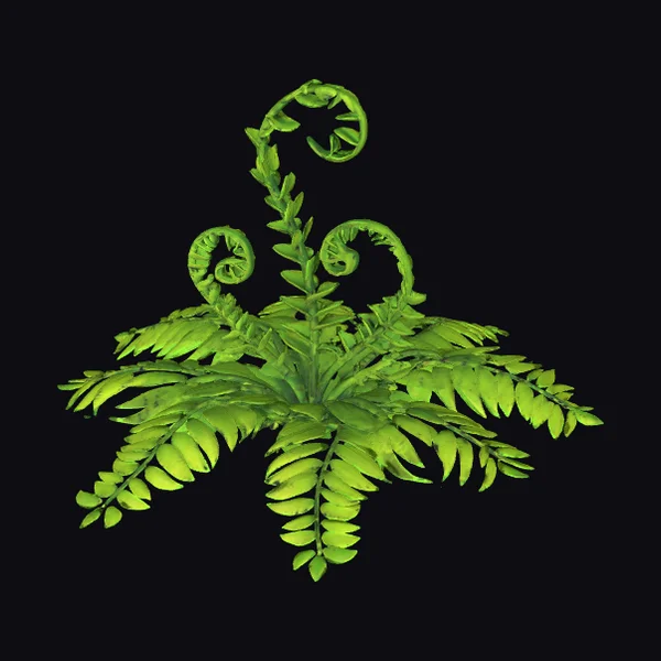 Green Fern Plant
