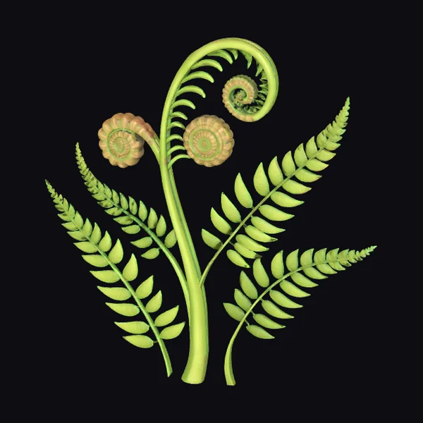 Fern with Curled Fronds