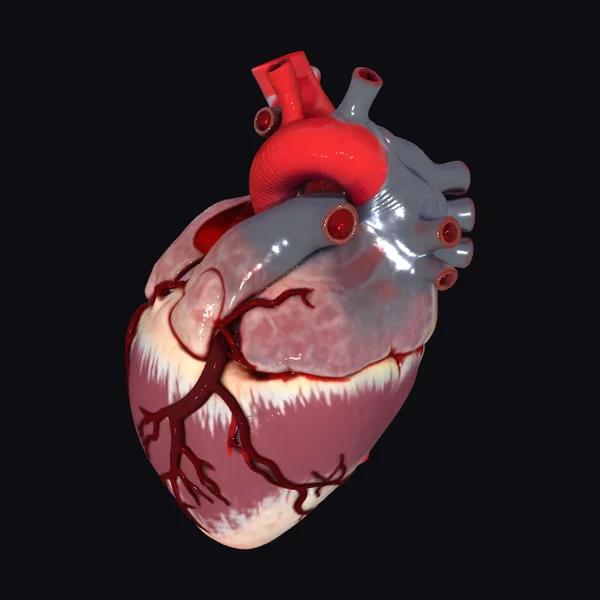 Anatomical Heart Model
