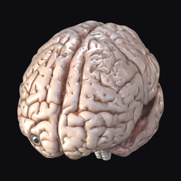 Anatomical Brain with Eye