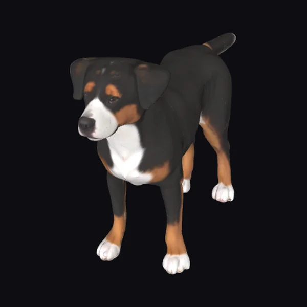 Appenzeller Sennenhund Dog