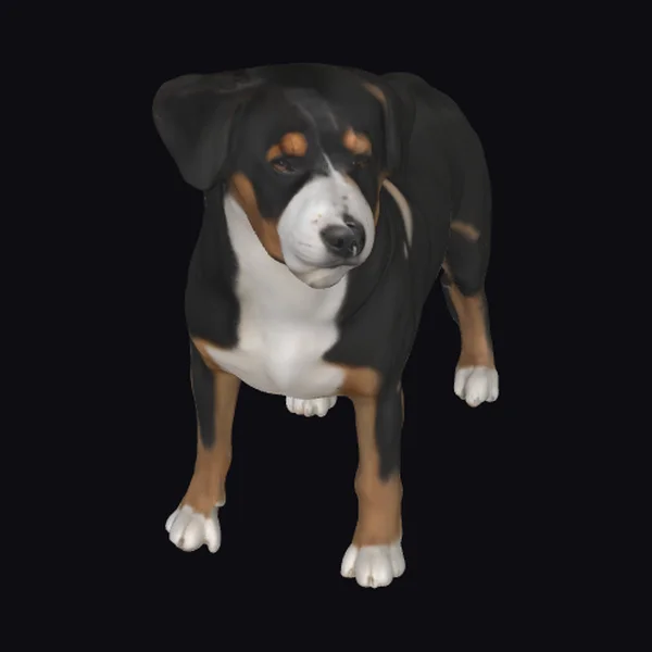 Appenzeller Sennenhund Dog