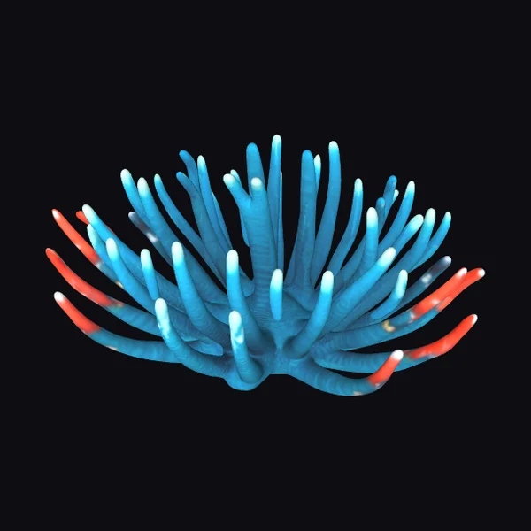 Blue Sea Anemone
