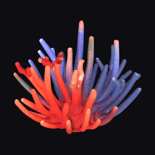 Vibrant Coral Reef Growth