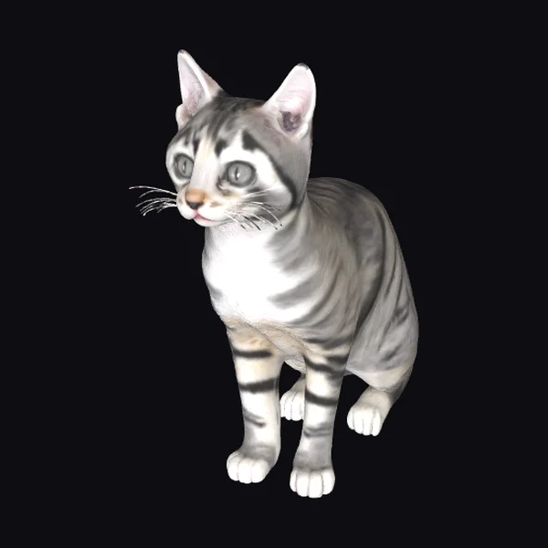 Gray Tabby Cat