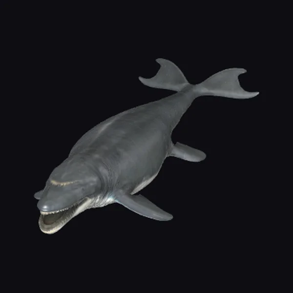 Ancient Whale Skeleton