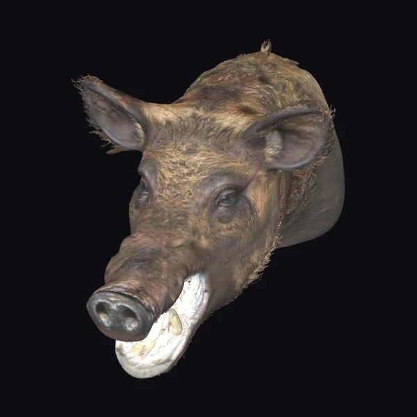Wild Boar Trophy Head