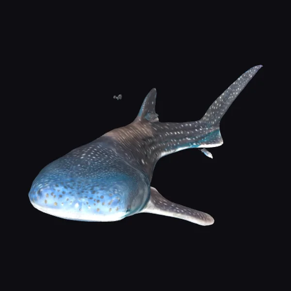 Whale Shark Deep Sea