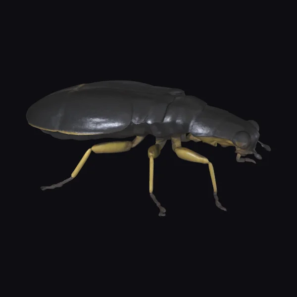 Black Beetle Insect Body