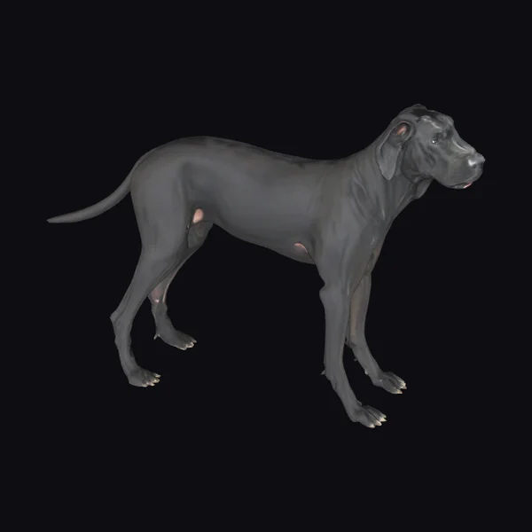 Black Great Dane Standing