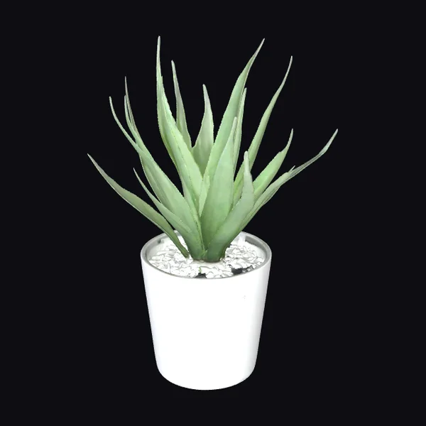 Aloe in White Pot