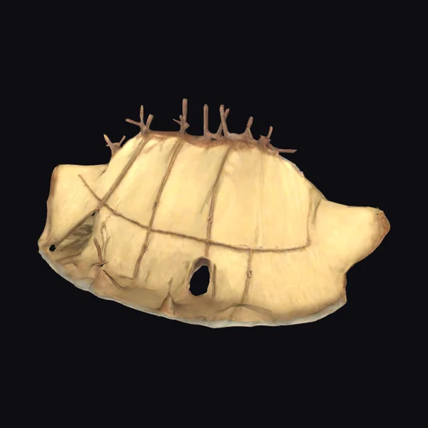 Ancient Animal Hide Shelter