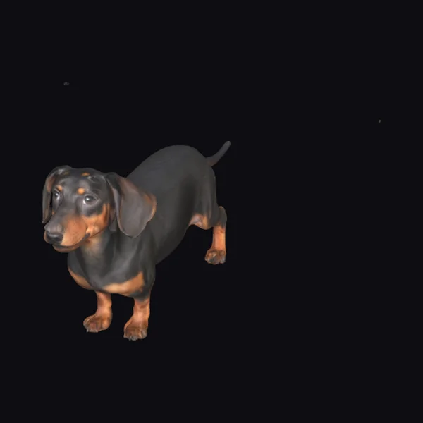 Black and Brown Dachshund