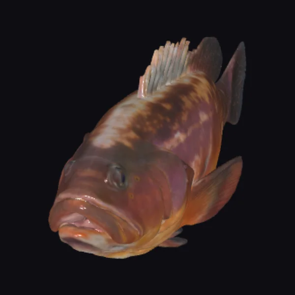 Brown Grouper Fish