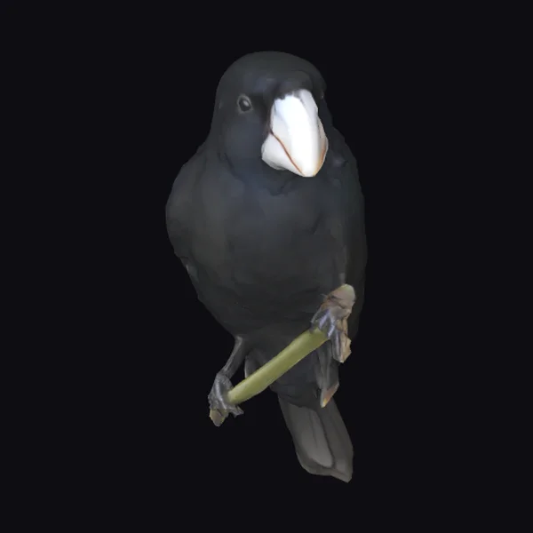 Black Bird on Branch