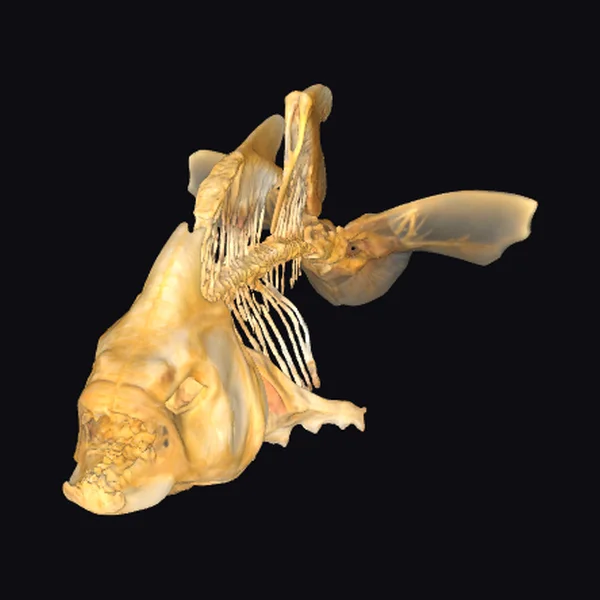 Decomposed Fish Remains