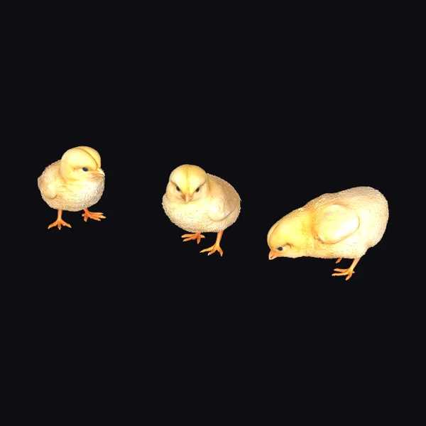 Yellow Baby Chicks Trio