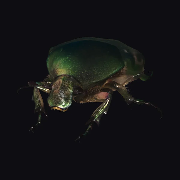 Emerald Jewel Beetle
