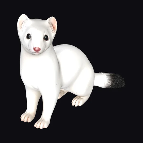 White Weasel in Motion