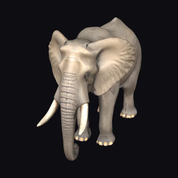 Adult African Elephant