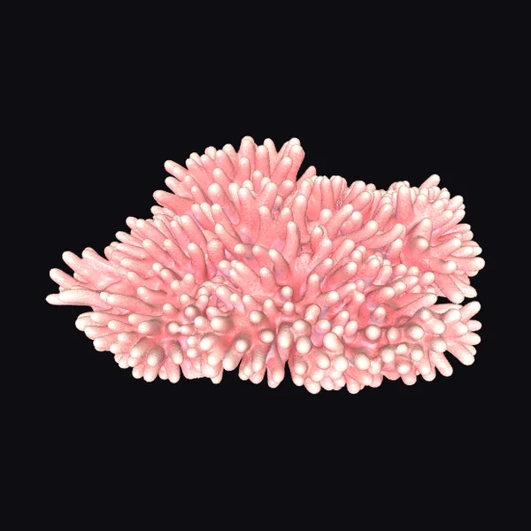 Pink Coral Reef Section