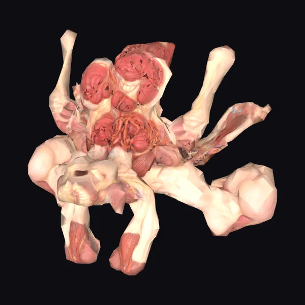 Anatomical Muscle Structure