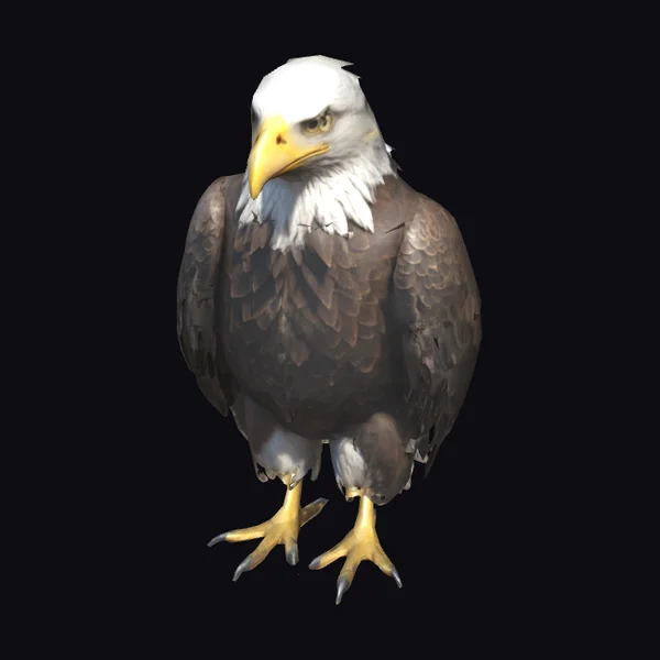 Bald Eagle Standing Pose