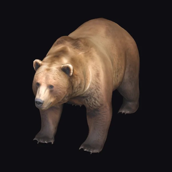 Adult Brown Bear