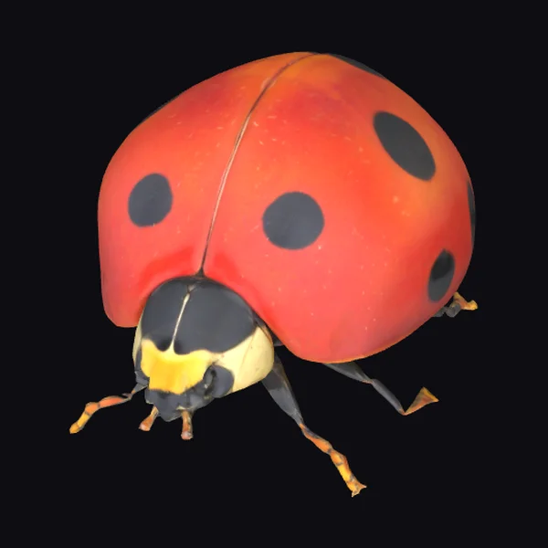 Seven-spotted Ladybug