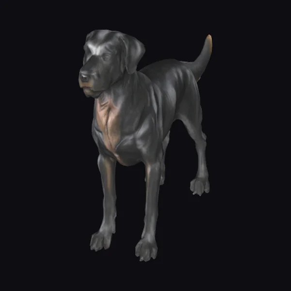 Black Labrador Standing