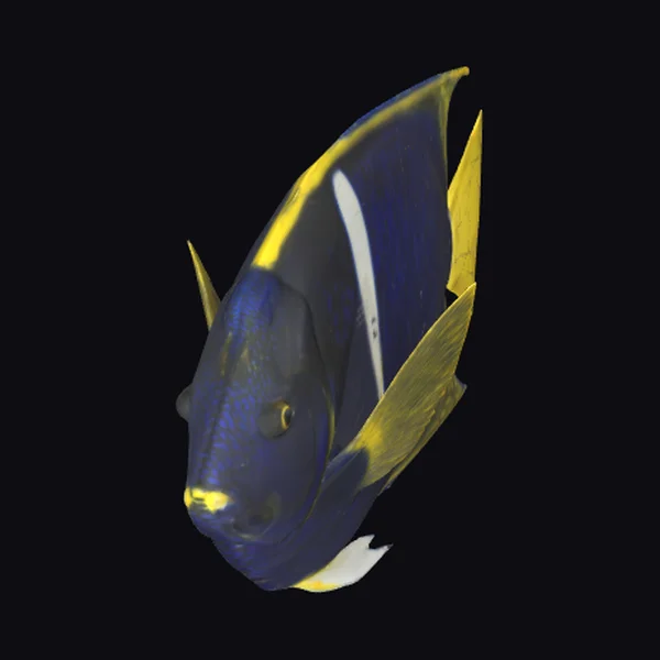 Blue Yellow Angelfish