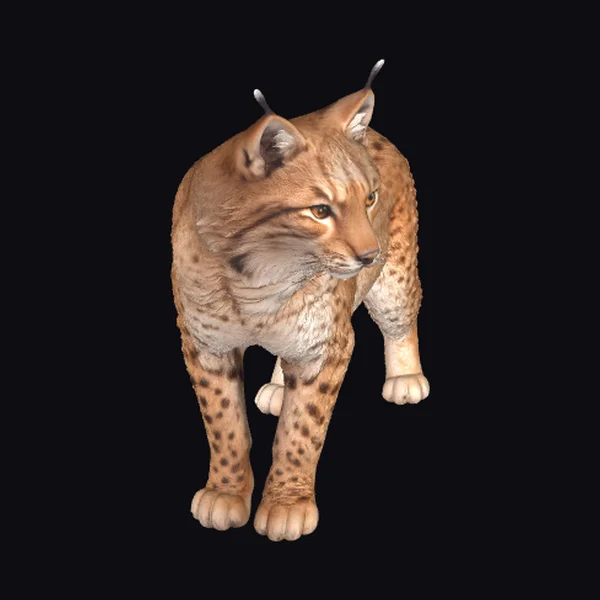 Wild Caracal Portrait