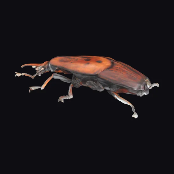 Red Palm Weevil Beetle