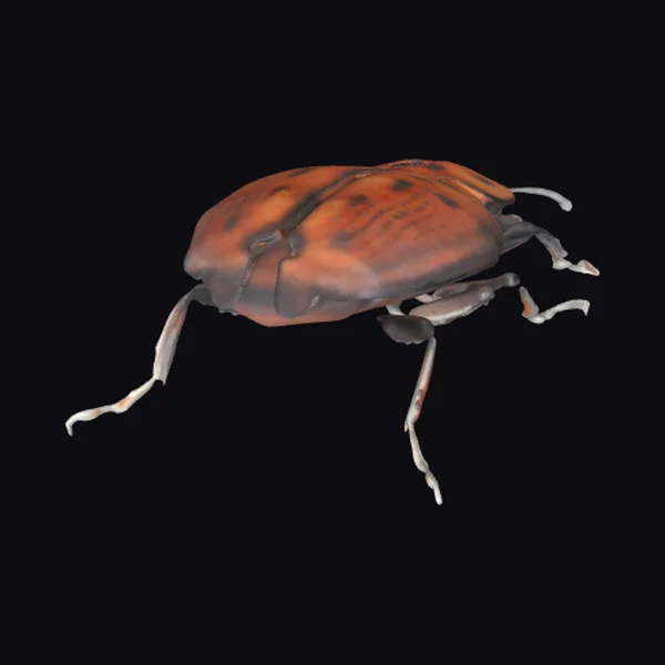 Red Palm Weevil Beetle