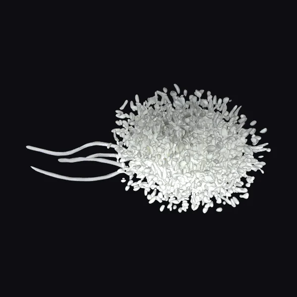 Bacterial Cell Structure