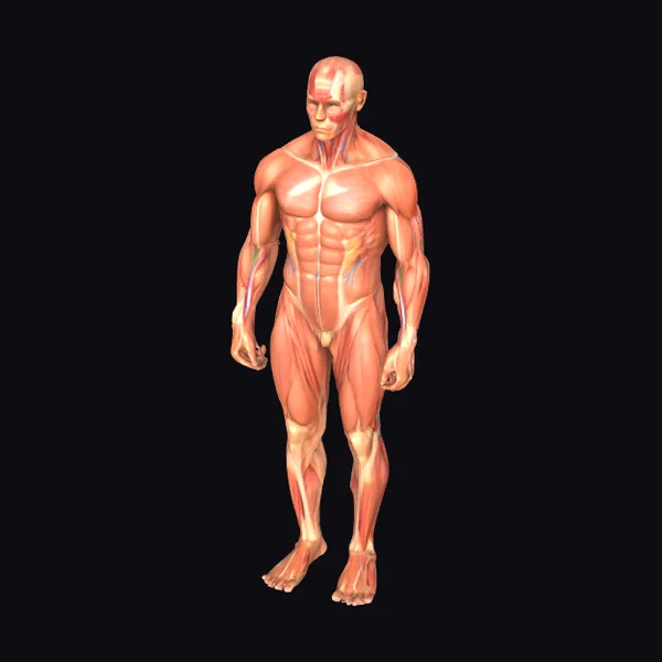 Anatomical Male Figure