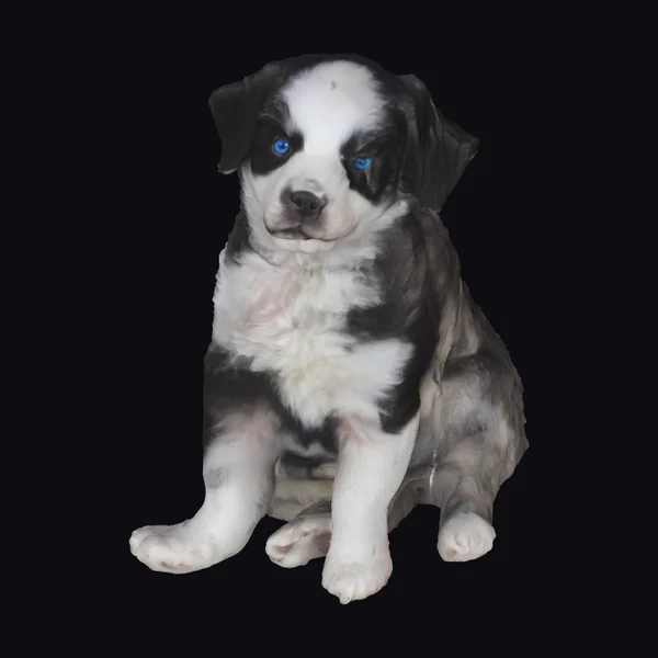 Black and White Puppy
