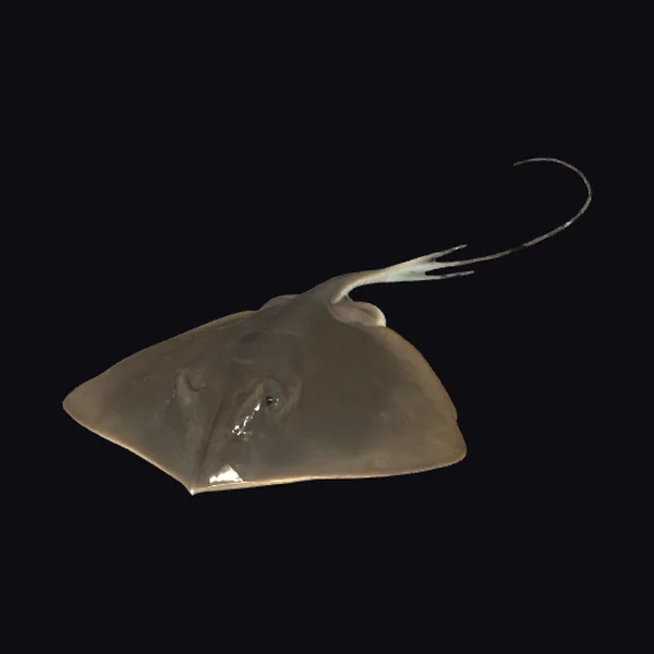 Brown Stingray Fish