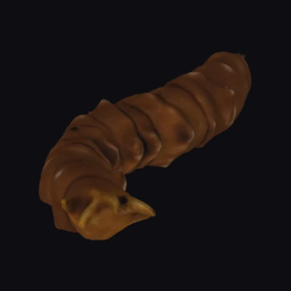 Brown Caterpillar Larva