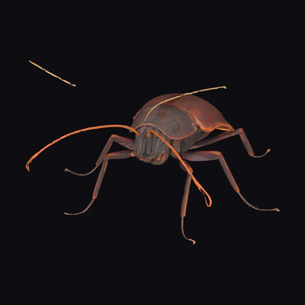 Brown Cockroach Insect