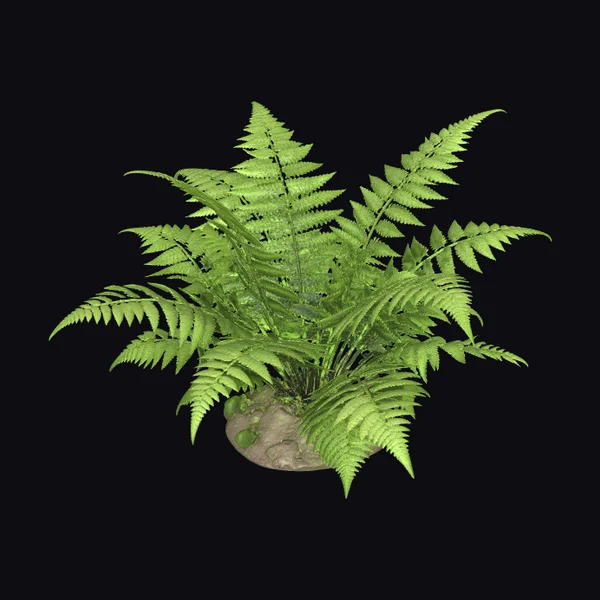 Woodland Fern Plant