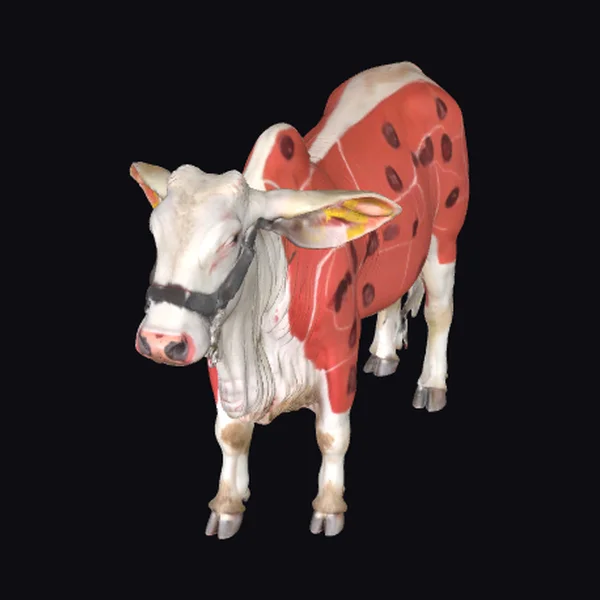 Anatomical Cow Diagram