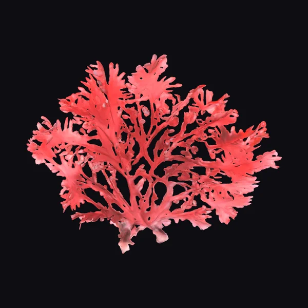 Crimson Seaweed Cluster