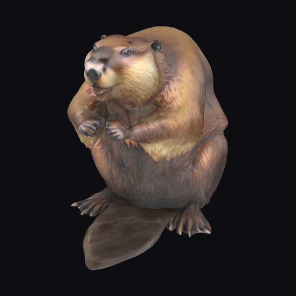 Beaver Standing Upright