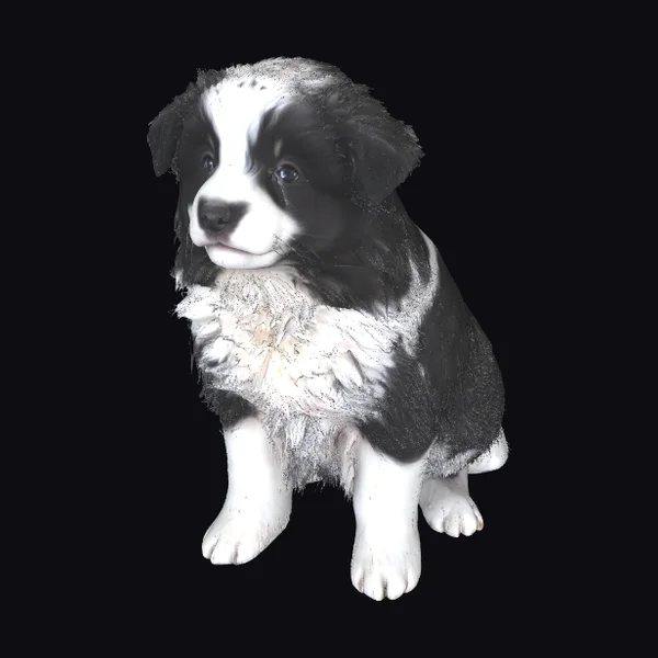 Black and White Puppy