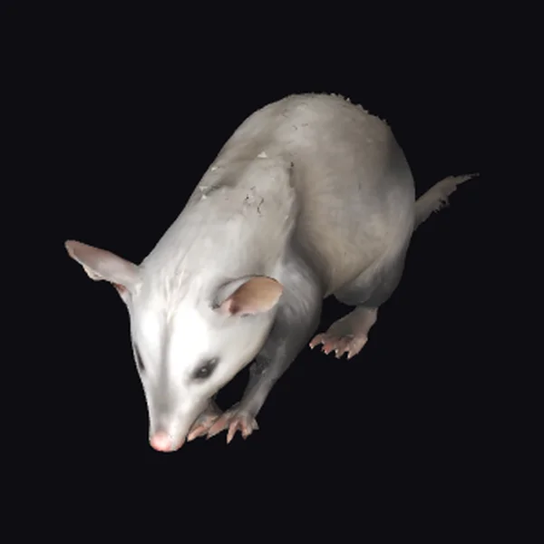 Albino Possum